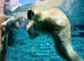 Polar bears playing