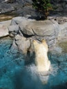Polar bear jumping into water Royalty Free Stock Photo