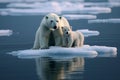 Polar bears are sitting on a large piece of ice floating in the waters Royalty Free Stock Photo