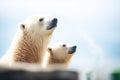 polar bears sniffing the air for scents Royalty Free Stock Photo