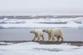 Polar bears snow arctic walking. Generate Ai