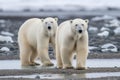 Polar bears snow arctic. Generate Ai