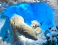 Polar bears in the snow at Christmas showcase in Vancouver, Canada