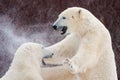 Polar bears sparring drool and snow flying