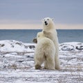 Polar bears sparring Royalty Free Stock Photo