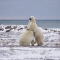 Polar Bears sparring Royalty Free Stock Photo