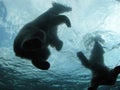 Polar Bears Swimming Royalty Free Stock Photo