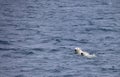 Polar bears swimming in sea Royalty Free Stock Photo