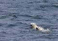 Polar bears swimming in sea Royalty Free Stock Photo