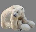 Polar bears Ursus maritimus - mother and two cub. Bear mom feeding twins cubs