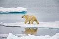 Polar bears use their tongues to find prey