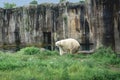 Polar beer walking outside, in the zoo, Diergaarde Blijdorp, The Netherlands. Royalty Free Stock Photo