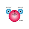 the polar covalent bonds of water molecules (H2O)