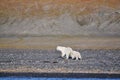 Polar female bear and bear cub 2 Royalty Free Stock Photo