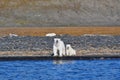Polar female bear and bear cub Royalty Free Stock Photo