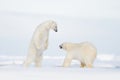 Polar fight on the ice. Two polar bear fighting on drift ice in Arctic Svalbard. Wildlife winter scene with two polar bear. Action