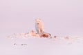 Polar fox with deer carcass in snow habitat, winter landscape, Svalbard, Norway. Beautiful white animal in the snow. Wildlife Royalty Free Stock Photo