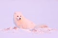 Polar fox with deer carcass in snow habitat, winter landscape, Svalbard, Norway. Beautiful white animal in the snow. Wildlife Royalty Free Stock Photo