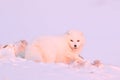 Polar fox with deer carcass in snow habitat, winter landscape, Svalbard, Norway. Beautiful white animal in the snow. Wildlife Royalty Free Stock Photo