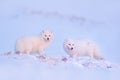 Polar fox with deer carcass in snow habitat, winter landscape, Svalbard, Norway. Beautiful white animal in the snow. Wildlife Royalty Free Stock Photo