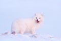 Polar fox with deer carcass in snow habitat, winter landscape, Svalbard, Norway. Beautiful white animal in the snow. Wildlife Royalty Free Stock Photo