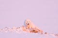 Polar fox with deer carcass in snow habitat, winter landscape, Svalbard, Norway. Beautiful white animal in the snow. Wildlife Royalty Free Stock Photo