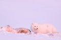 Polar fox with deer carcass in snow habitat, winter landscape, Svalbard, Norway. Beautiful white animal in the snow. Wildlife Royalty Free Stock Photo