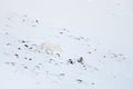 Polar fox with deer carcass in snow habitat, winter landscape, Svalbard, Norway. Beautiful white animal in the snow. Wildlife Royalty Free Stock Photo