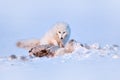 Polar fox with deer carcass in snow habitat, winter landscape, Svalbard, Norway. Beautiful white animal in the snow. Wildlife Royalty Free Stock Photo