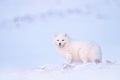 Polar fox with deer carcass in snow habitat, winter landscape, Svalbard, Norway. Beautiful white animal in the snow. Wildlife Royalty Free Stock Photo