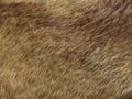 Polar Fox fur: brown pattern or background