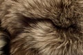 Polar Fox fur. Useful as texture Royalty Free Stock Photo
