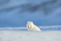 Polar fox in habitat, winter landscape, Svalbard, Norway. Beautiful animal in snow. Running fox. Wildlife action scene from nature Royalty Free Stock Photo