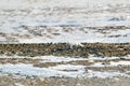 Polar fox in habitat, winter landscape, Svalbard, Norway. Beautiful animal in snow. Running fox. Wildlife action scene from nature Royalty Free Stock Photo