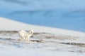 Polar fox in habitat, winter landscape, Svalbard, Norway. Beautiful animal in snow. Running fox. Wildlife action scene from nature Royalty Free Stock Photo