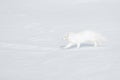 Polar fox in habitat, winter landscape, Svalbard, Norway. Beautiful animal in snow. Running white fox. Wildlife action scene from Royalty Free Stock Photo