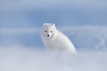 Polar Fox In Habitat, Winter Landscape, Svalbard, Norway. Beautiful Animal In Snow. Sitting White Fox. Wildlife Action Scene From