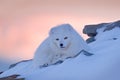 Polar fox in habitat, winter landscape, Svalbard, Norway. Beautiful white animal in the snow. Wildlife action scene from nature, Royalty Free Stock Photo