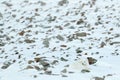 Polar fox in habitat, winter landscape, Svalbard, Norway. Beautiful white animal in the snow. Wildlife action scene from nature, Royalty Free Stock Photo