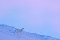 Polar fox in habitat, winter landscape, Svalbard, Norway. Beautiful white animal in the snow. Wildlife action scene from nature, Royalty Free Stock Photo