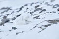 Polar fox sleep rest in snow habitat, winter landscape, Svalbard, Norway. Beautiful white animal in the snow. Wildlife action Royalty Free Stock Photo