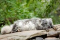 Polar fox sleeping on the rock Royalty Free Stock Photo