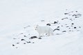 Polar fox in snow stone habitat, winter landscape, Svalbard, Norway. Beautiful white animal in the snow. Wildlife action scene Royalty Free Stock Photo