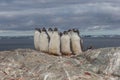 Polar gentoo penguins, Antarctica. Chick group on the stone Royalty Free Stock Photo