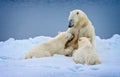 Polar Love in Spitzbergen, Norway, nursing polar bear cubs in the wild Royalty Free Stock Photo