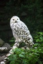 Polar owl