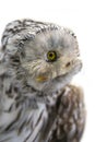 Polar owl Royalty Free Stock Photo