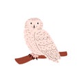 Polar owl, Northern bird with white plumage sitting on a branch, vector wild animal of the tundra, cartoon Arctic bird Royalty Free Stock Photo