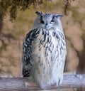 Polar owl sitting on a tree branch, close-up