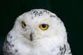 Polar owl. White owl. Snowy owl. Bird of prey headshot isolated on dark green background Royalty Free Stock Photo